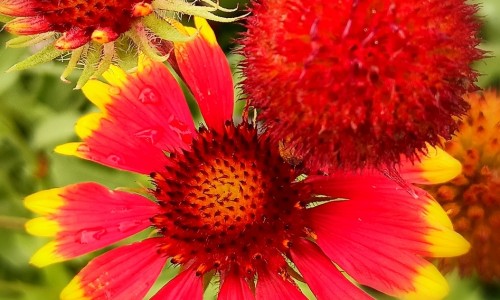 云芝蘑的功效与用途-【云芝的功效与食用方法】云芝的功效与副作用是什么 - 云芝的功效与副作用网