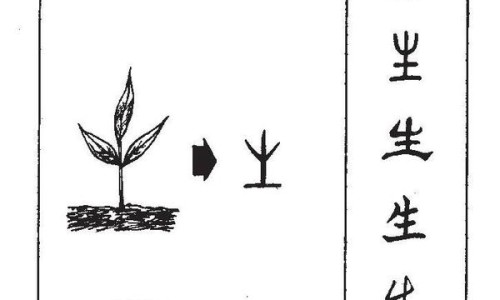 云芝的功效与副作用及禁忌-【云芝的功效与食用方法】云芝的功效与副作用是什么 - 云芝的功效与副作用网